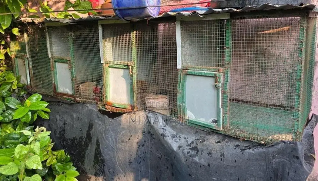 Bird Cage