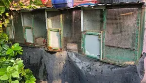 Bird Cage