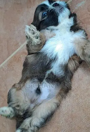 Shih Tzu Puppy
