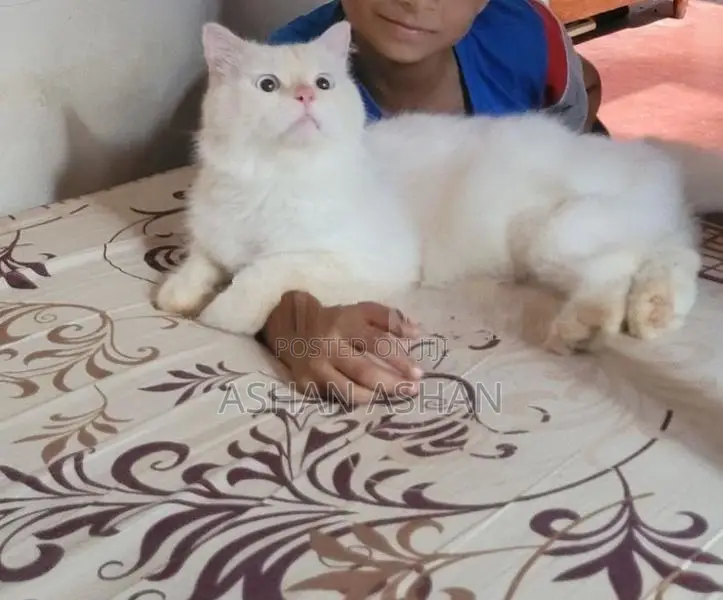 Persian Cat
