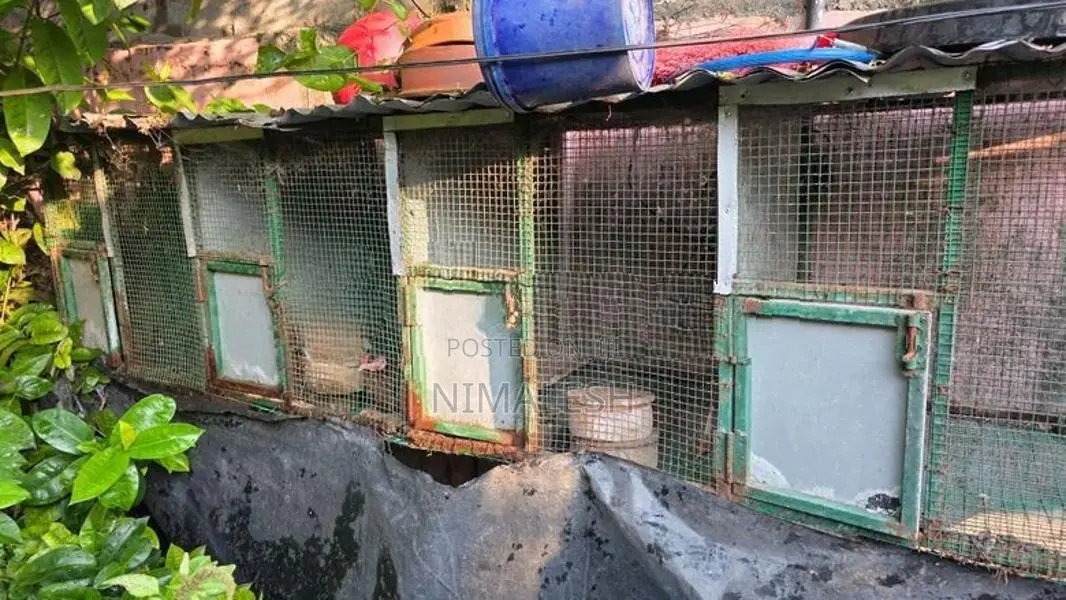 Bird Cage