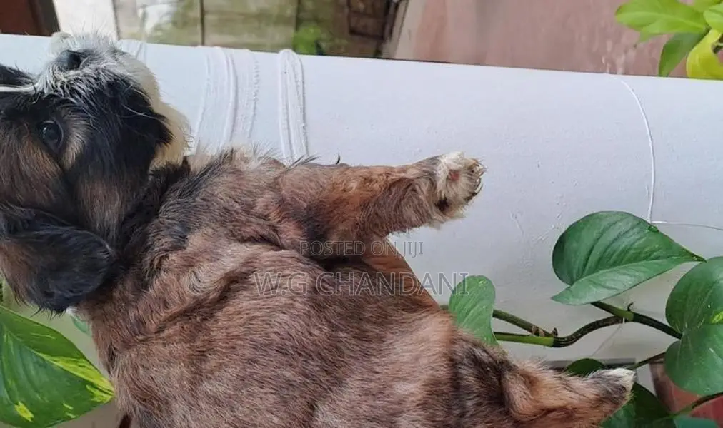 Shih Tzu Puppy