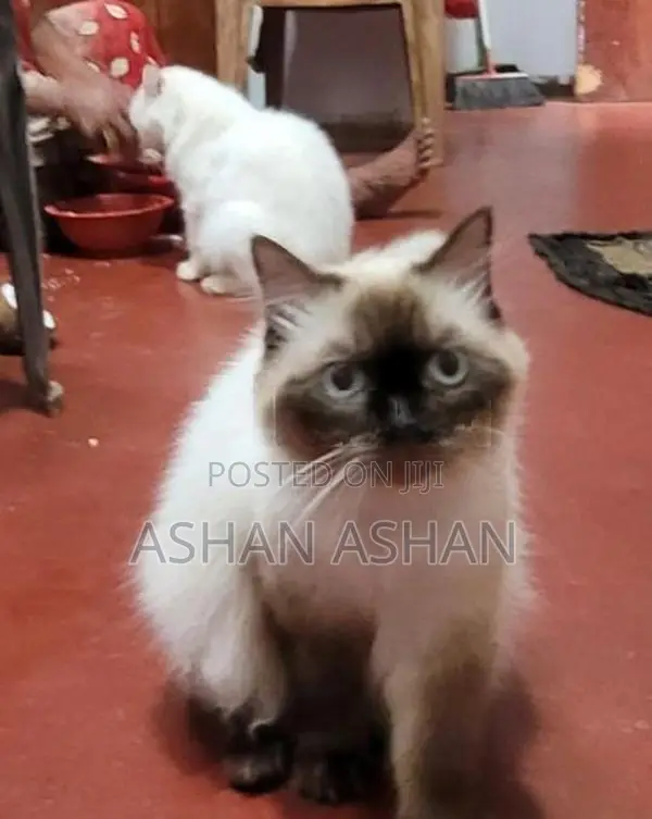Persian Cat