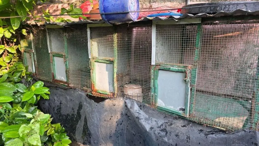 Bird Cage