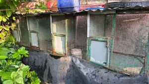 Bird Cage