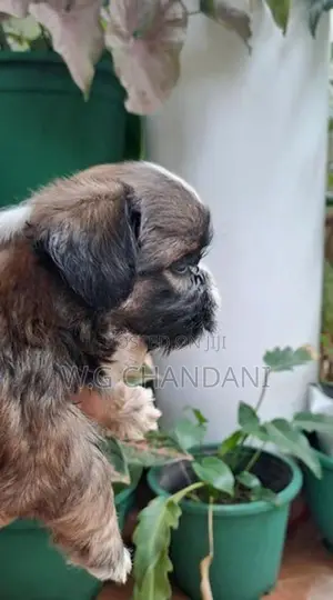 Shih Tzu Puppy
