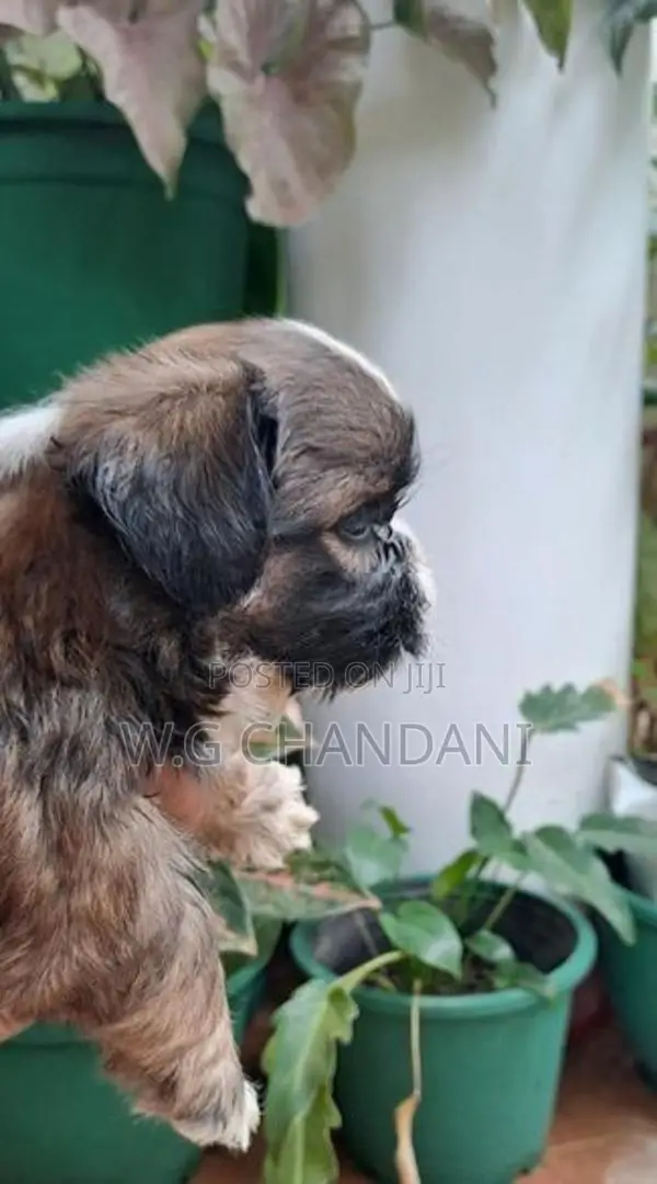 Shih Tzu Puppy