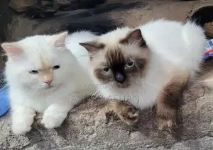 Persian Cat