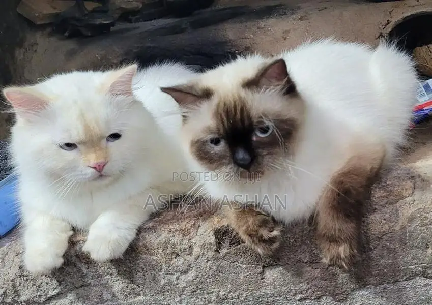Persian Cat