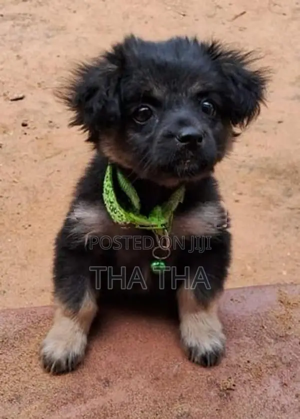 Lion Pomeranian Puppies