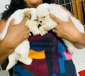 Shih Tzu Puppy