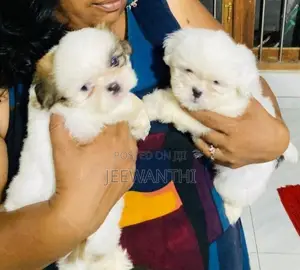 Shih Tzu Puppy