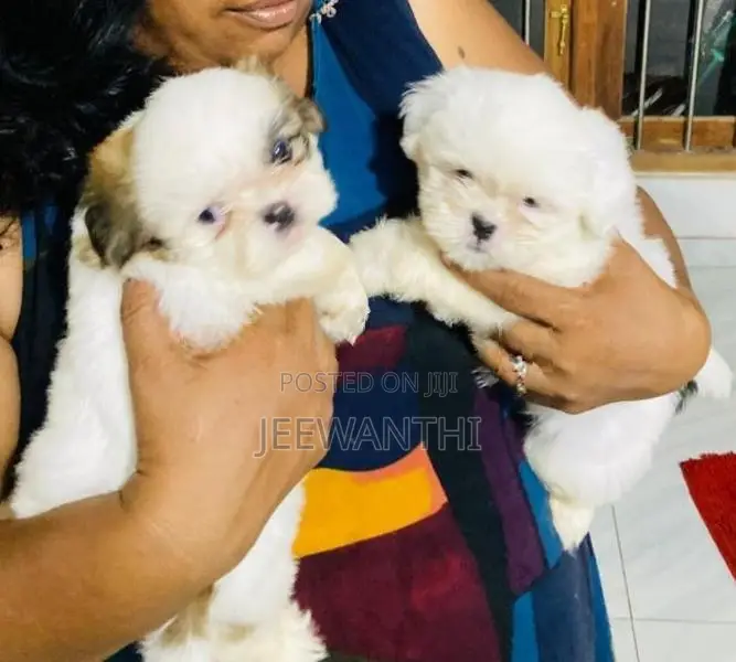 Shih Tzu Puppy