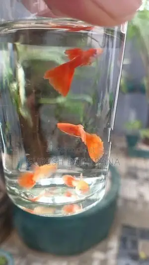 Guppy Fish