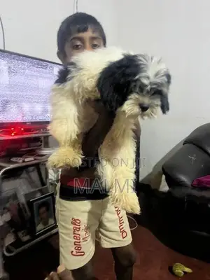 Shih Tzu Male Puppy
