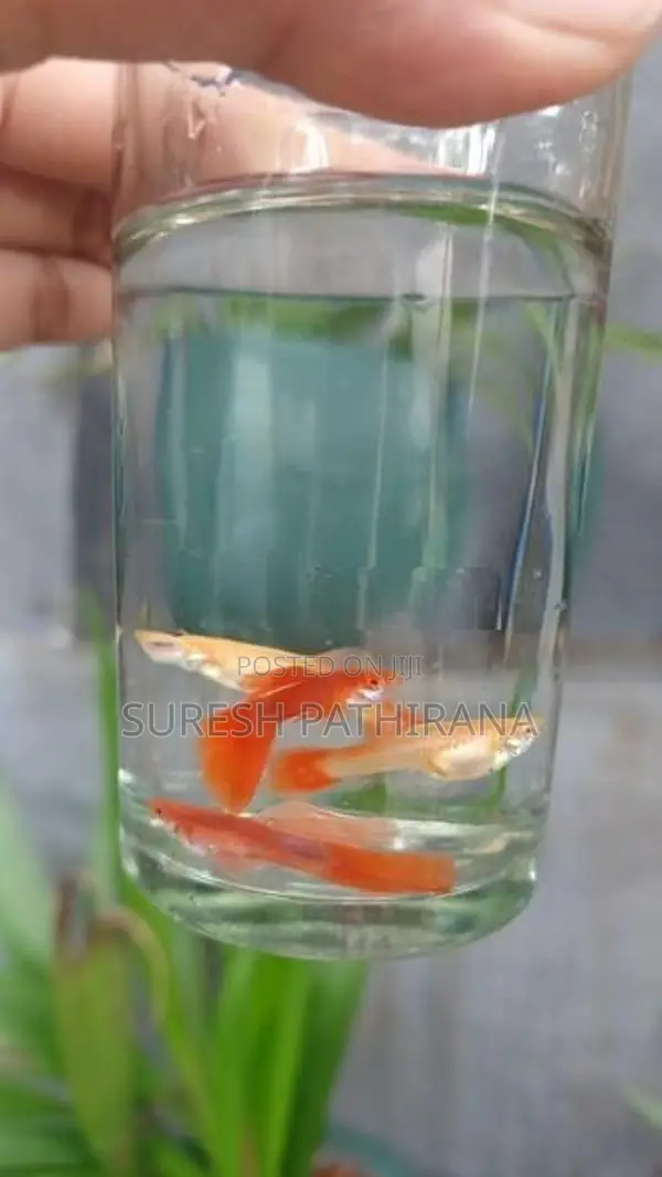 Guppy Fish