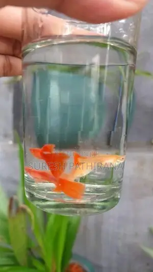 Guppy Fish