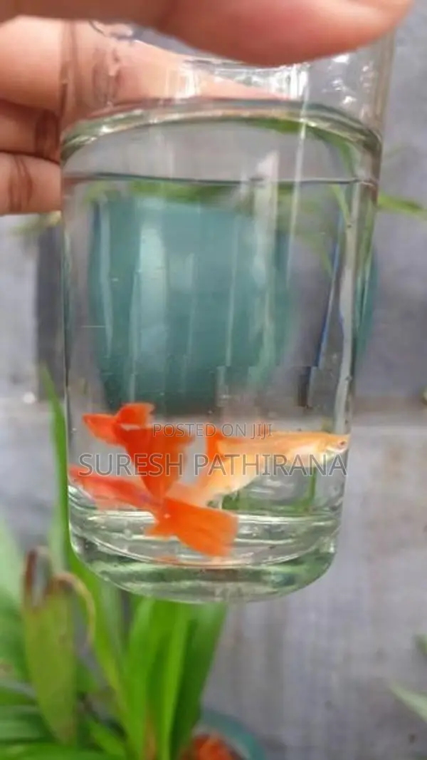 Guppy Fish