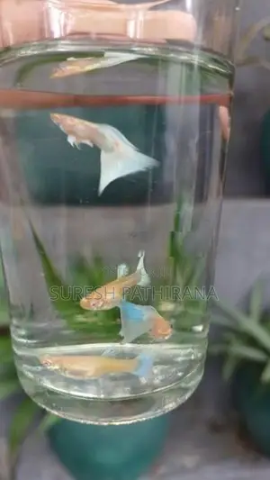 Guppy Fish
