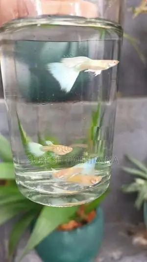 Guppy Fish