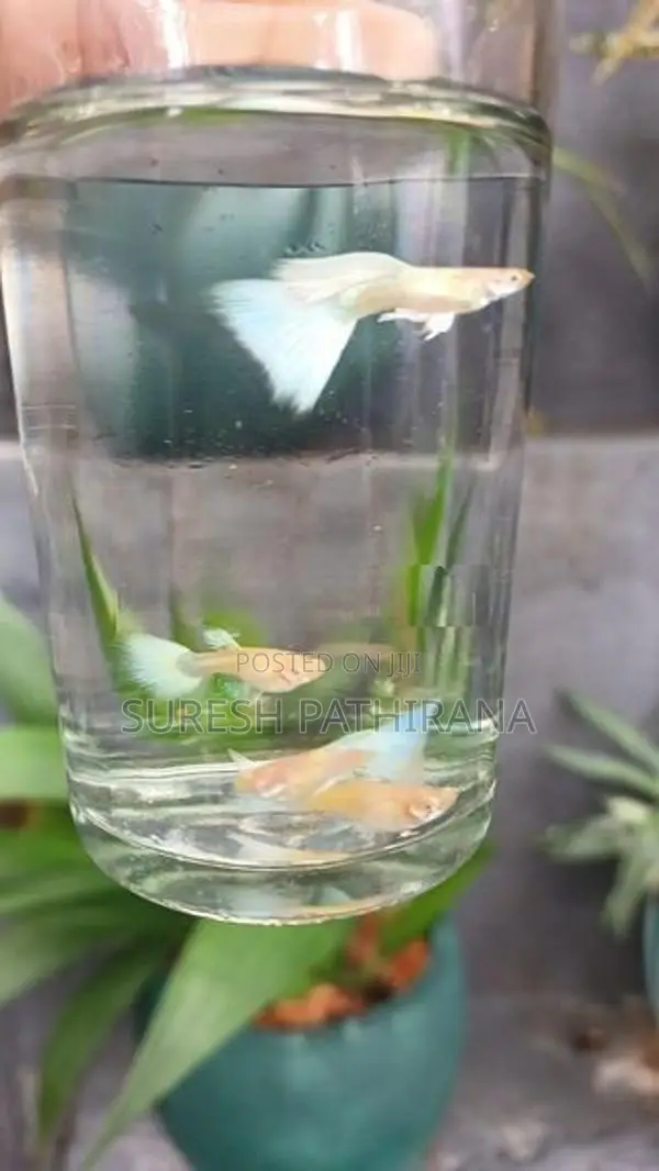 Guppy Fish