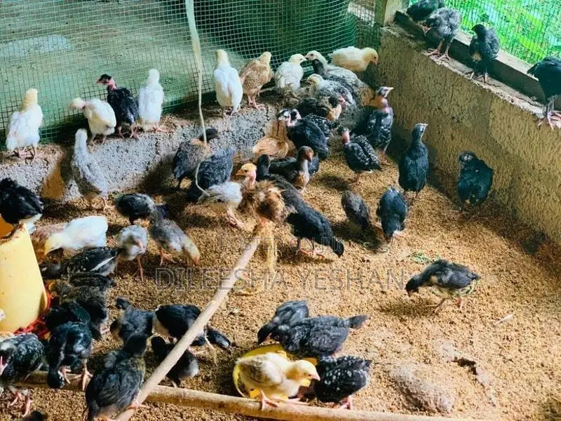 ගම්කිකිලියන්