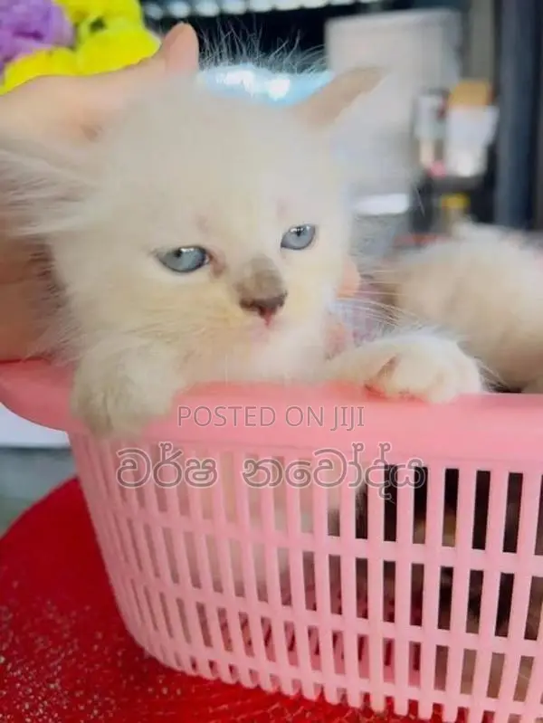 Persian cat