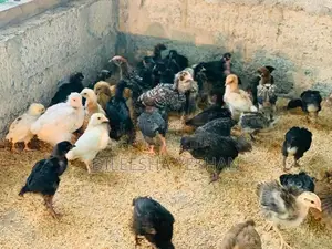 ගම්කිකිලියන්