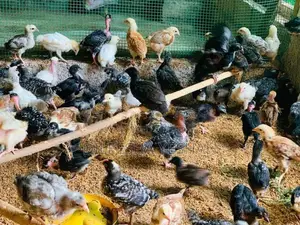 ගම්කිකිලියන්