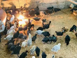 ගම්කිකිලියන්