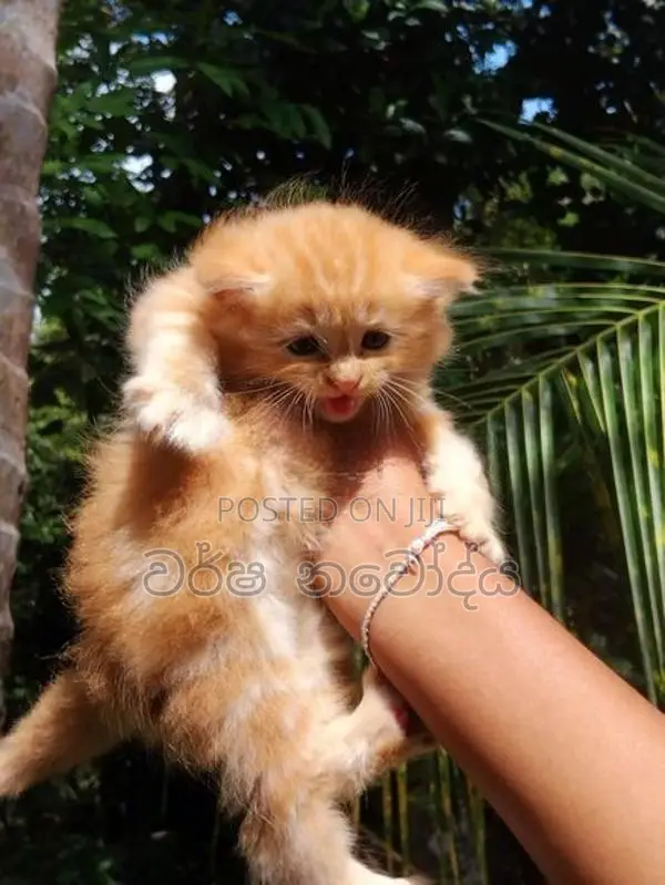 Persian cat