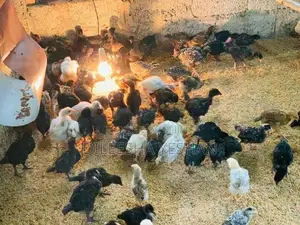 ගම්කිකිලියන්