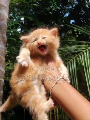 Persian cat