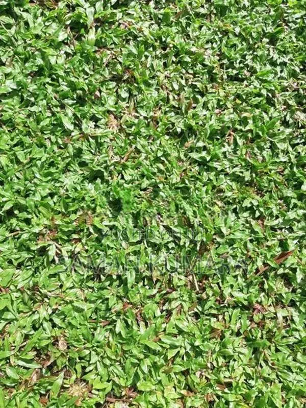 Malaysian Grass Carpet