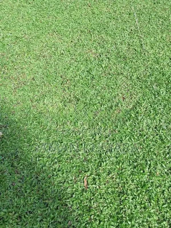 Malaysian Grass Carpet