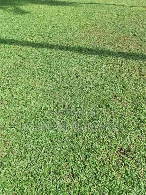 Malaysian Grass Carpet