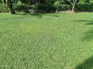 Malaysian Grass Carpet