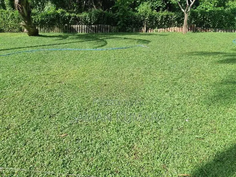 Malaysian Grass Carpet