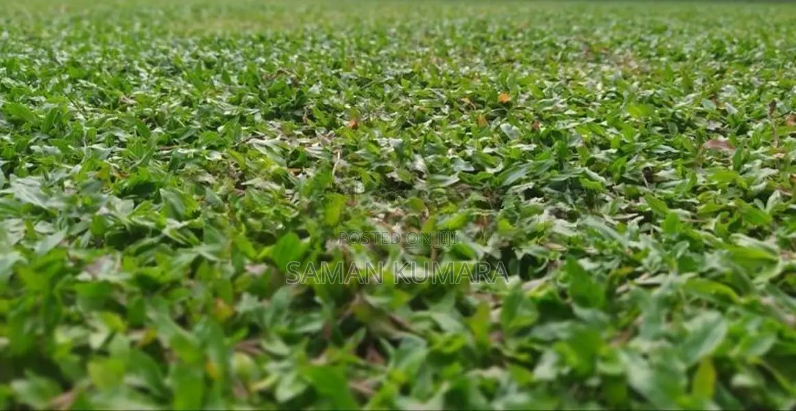 Malaysian Grass Carpet