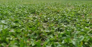 Malaysian Grass Carpet