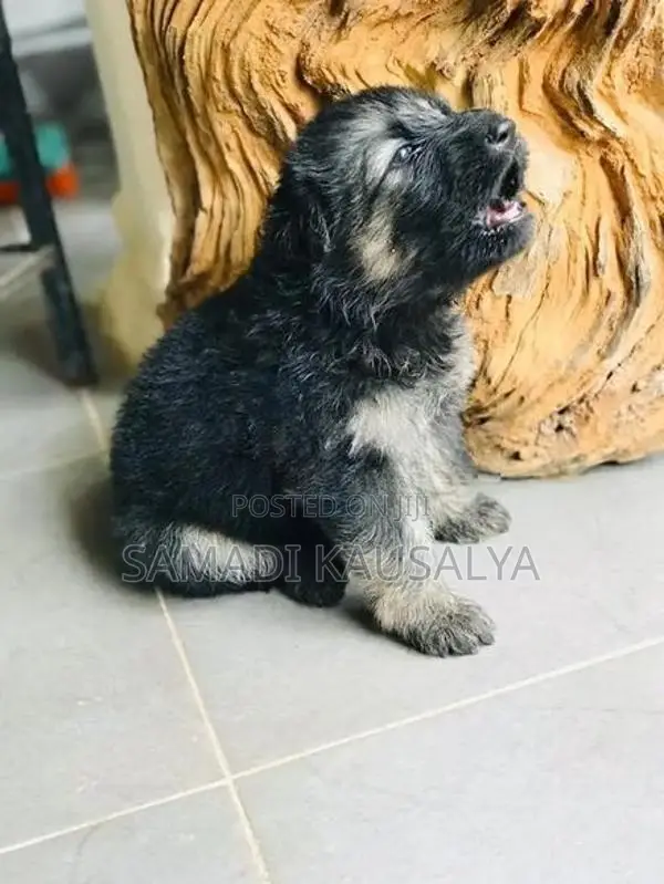 German Shepherd Puppy