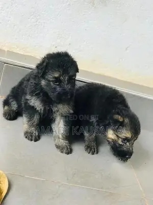 German Shepherd Puppy