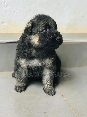 German Shepherd Puppy