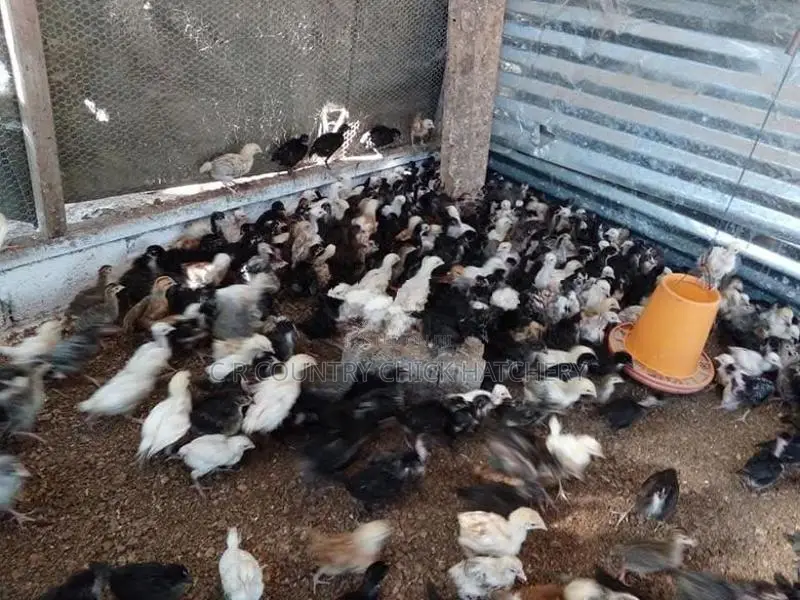ගම් කිකිලි පැටවු