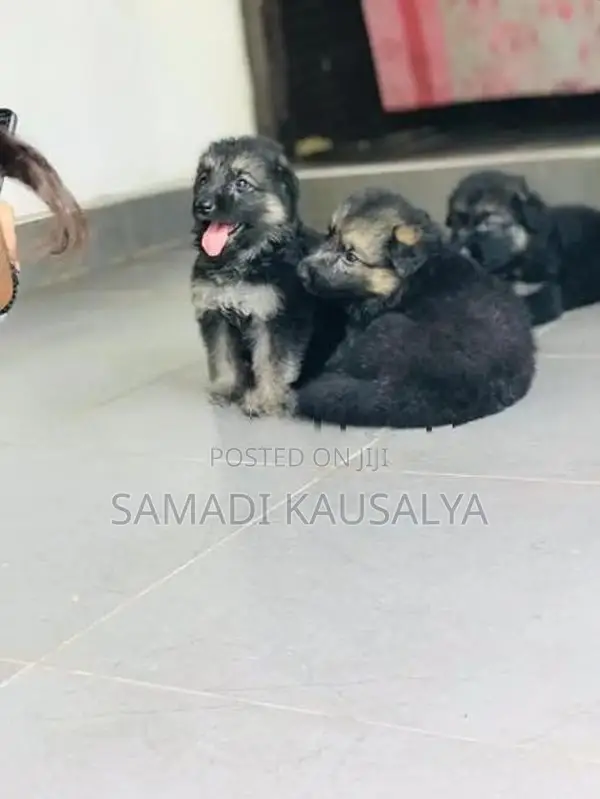 German Shepherd Puppy