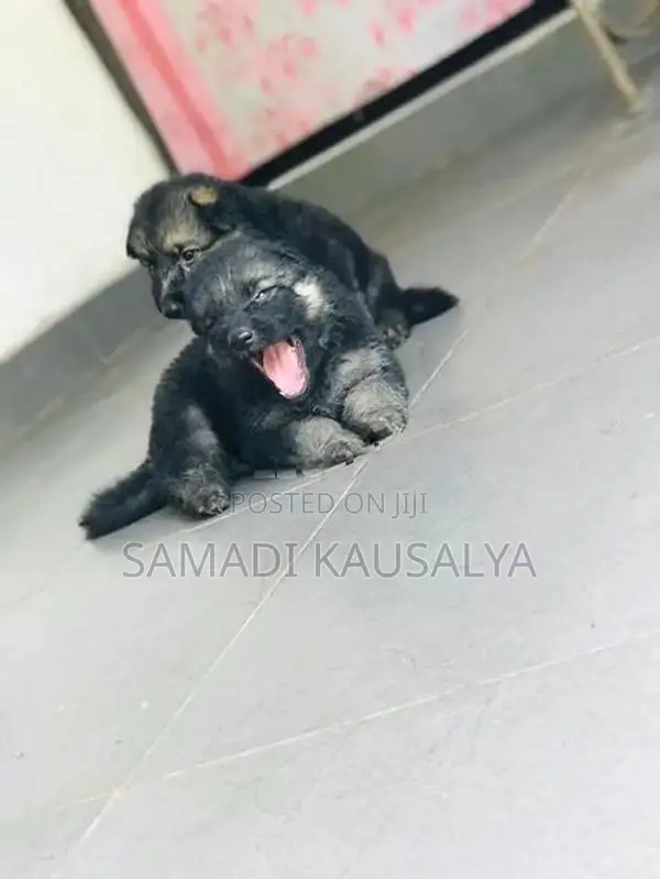 German Shepherd Puppy
