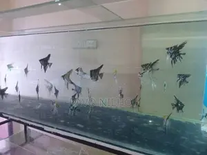 Angel Fish