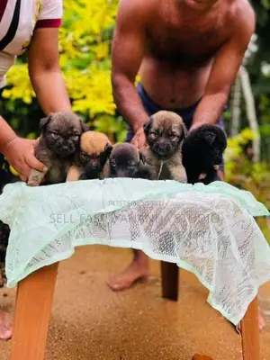 German shepherd crossed Puppy | Dog