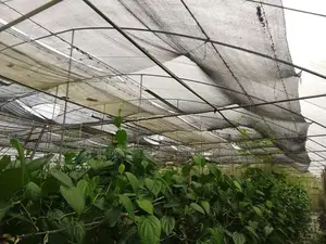 Green House