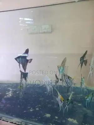 Angel Fish